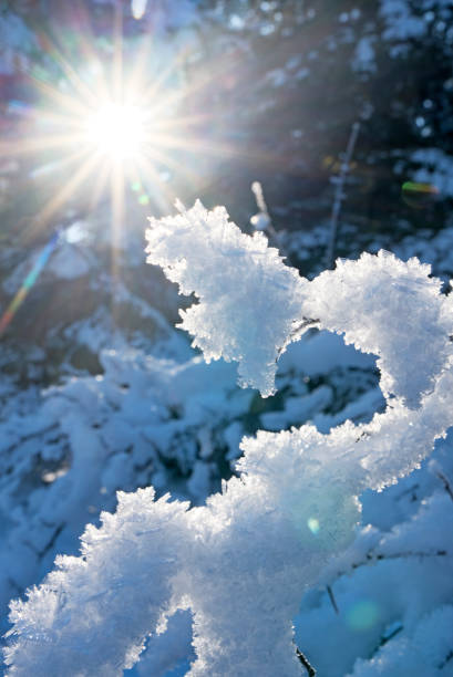 Sunburst through a forest with hoar frost in winter.