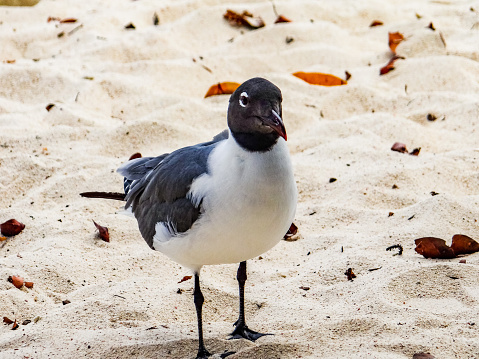 The black and white seagull upon the sands of sapphire beach in the U.S. Virgin Islands.