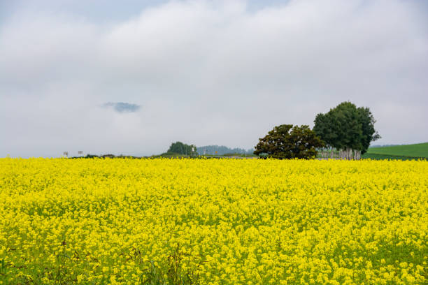 istock Canola field with row of birch trees 1387913774