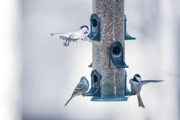 istock birds feeding and playing at the feeder 1387913786