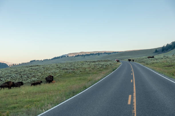 istock Bison graze in Lamar Valleyat Yellowstone National 1387914859
