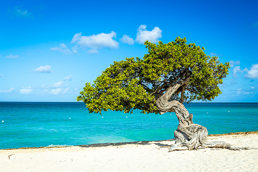 Divi Tree Eagle Beach Aruba
