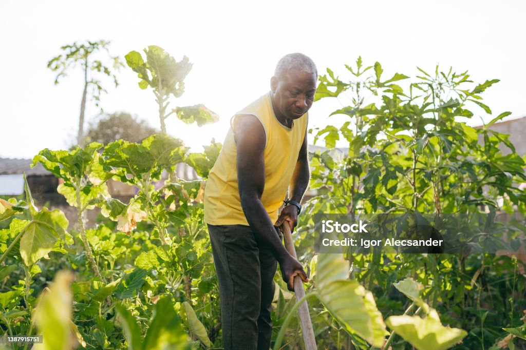Man weeding in his organic vegetable garden Growth Stock Photo