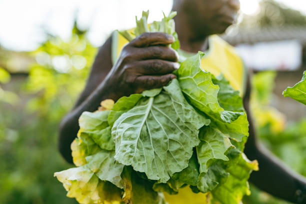 istock Brazilian farmer harvesting cabbages 1387915763