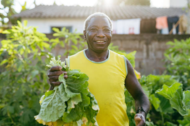 istock Brazilian farmer harvesting cabbages 1387915783