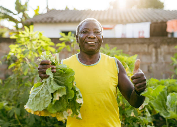 istock Small farmer doing OK sign in the vegetable garden 1387915784