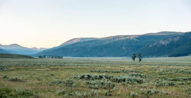istock Bison graze in Lamar Valleyat Yellowstone National 1387915901