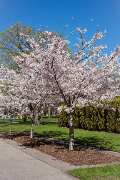 istock Cherry Blossom Blooming for Mather's Day 1387916731