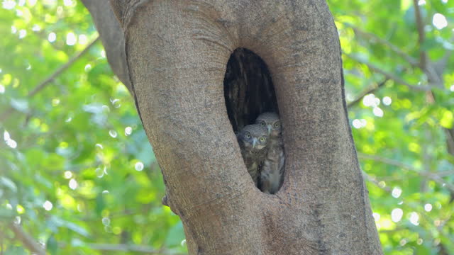 Spotted Owlet in nest's bird.