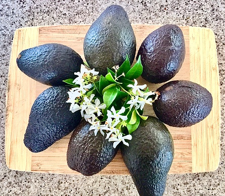 Horizontal flat lay of a bunch of large ripe avocados arranged for fun on wood cutting board with fragrant star jasmine flowers on kitchen table ready to eatn