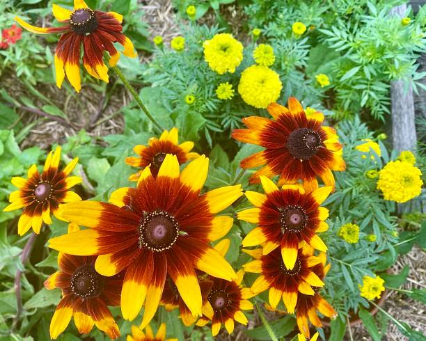 istock ‘Ring of Fire’ Sunflower in Flower Bed 1387918096