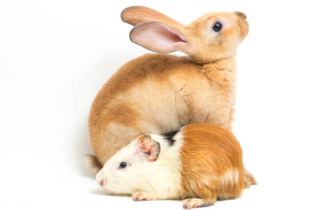 istock Rex Orange rabbit and guinea pig isolated on white background 1387919185