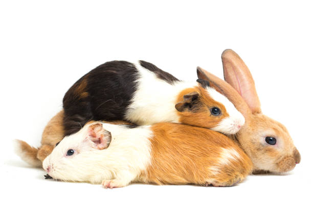 istock Rex Orange rabbit and guinea pig isolated on white background 1387919186