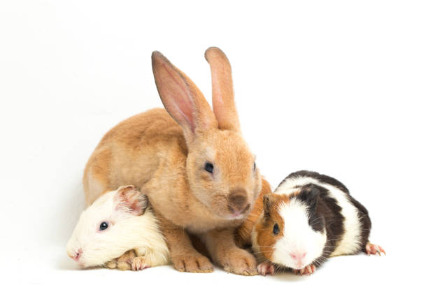 istock Rex Orange rabbit and guinea pig isolated on white background 1387919187