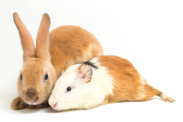 istock Rex Orange rabbit and guinea pig isolated on white background 1387919734