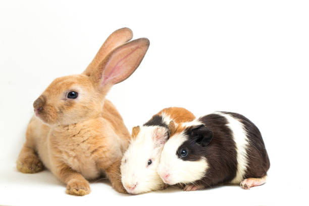 istock Rex Orange rabbit and guinea pig isolated on white background 1387919735