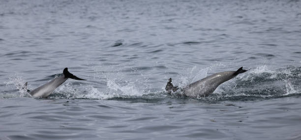 istock Dolphins Jumping in the water 1387923326