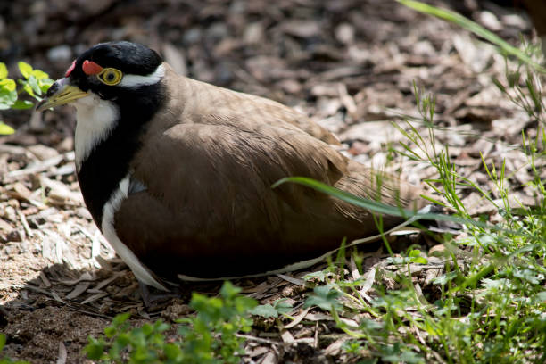 istock the banded lapwing is sitting on her chicks in their nest 1387924057