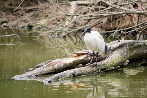 istock the white ibis is standing on logs near the water 1387924106