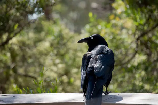 Photo of the Australian raven is perched on a fence