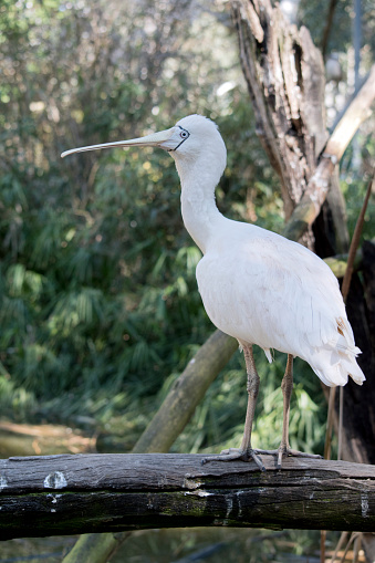 the yellow spoonbill is perched on a log