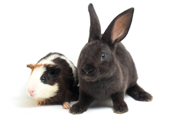 istock rex black rabbit and guinea pig isolated on white background 1387924777