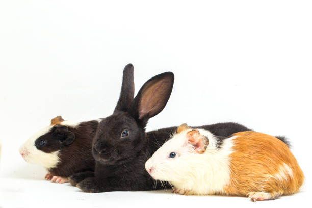 istock rex black rabbit and guinea pig isolated on white background 1387924778