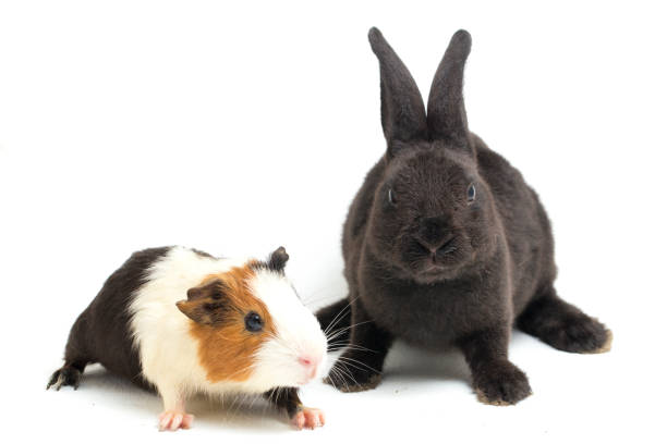 istock rex black rabbit and guinea pig isolated on white background 1387924779