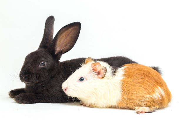 istock rex black rabbit and guinea pig isolated on white background 1387924781