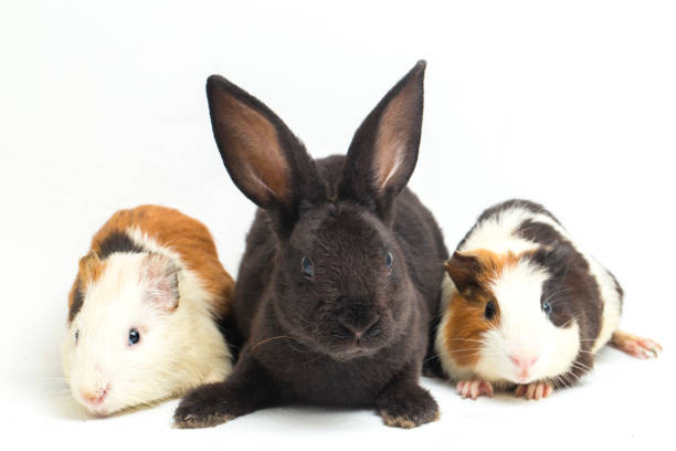 istock rex black rabbit and guinea pig isolated on white background 1387924784