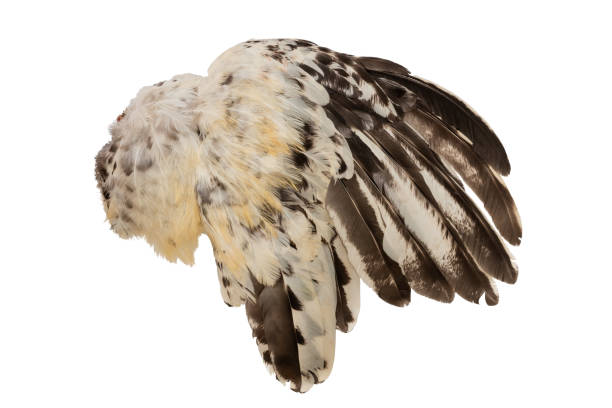 istock Wing fethers plumage rooster chicken fowl bird right side isolated 1387925626