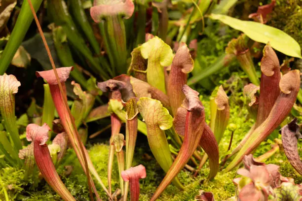 Insectivorous plant Sarracenia. natural living conditions. Close-up.