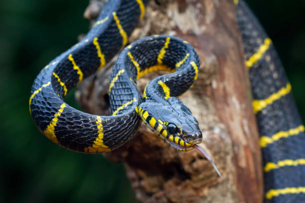 istock Boiga snake dendrophila yellow ringed closeup 1387928826