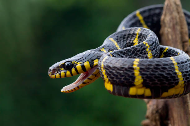 istock Boiga snake dendrophila yellow ringed closeup 1387928827