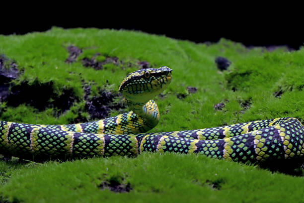 Tropidolaemus wagleri snake closeup on moss stock photo