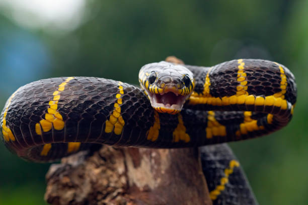 istock Boiga snake dendrophila yellow ringed closeup 1387928830