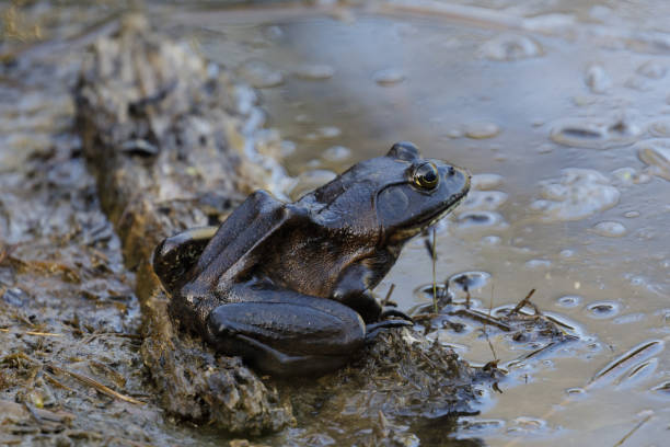 rana toro americana descansando en el borde del estanque - rana toro americana fotografías e imágenes de stock