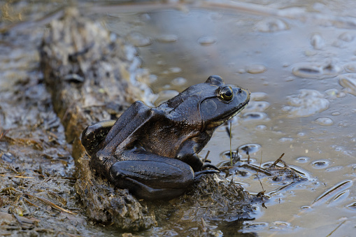 American Bullfrog resting on edge of pond. Santa Clara County, California, USA.