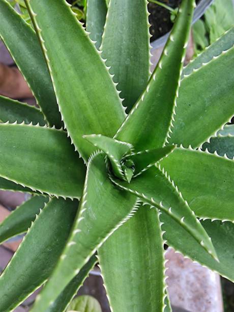 istock Aloe Vera Green Leaves 1387931140