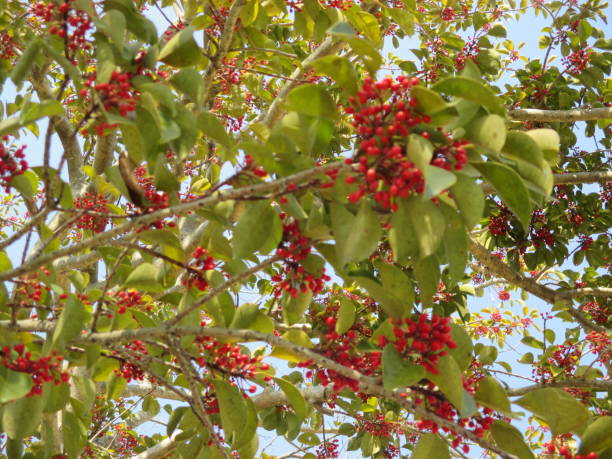 istock Nandina domestica tree with red fruits in spring 1387932062