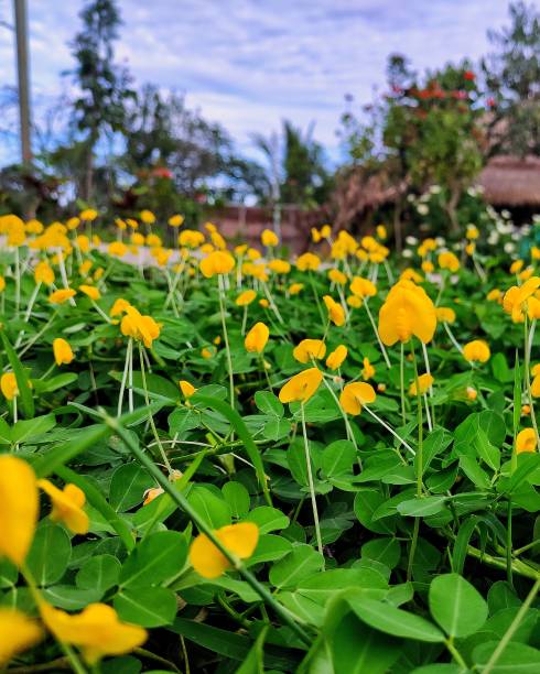 istock Yellow Flower Petals 1387932267