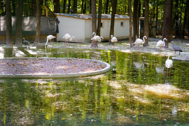 flamingi w parku w pobliżu wody - swan white grass park zdjęcia i obrazy z banku zdjęć