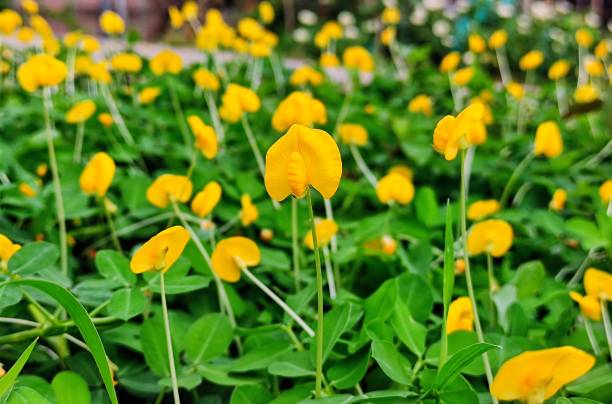 istock Yellow Flower Petals 1387933187