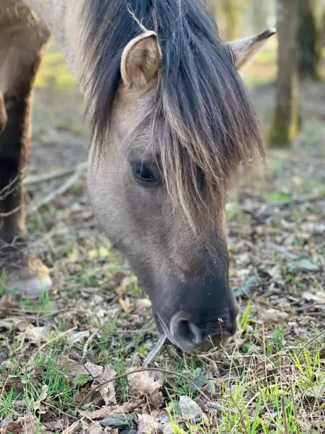 Wild horse Saarburg in spring