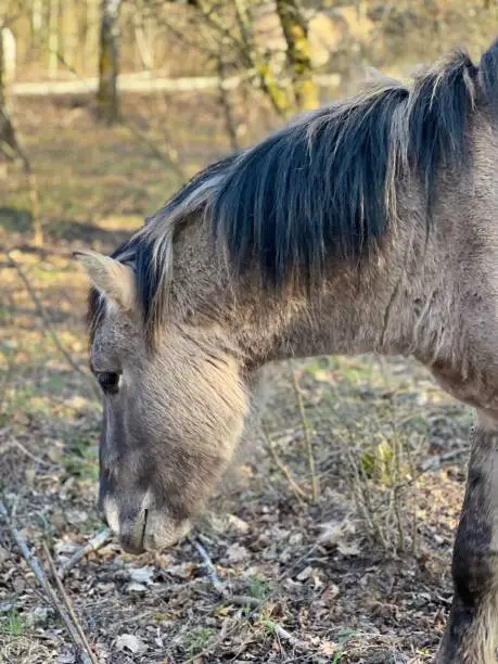 Wild horse Saarburg in spring