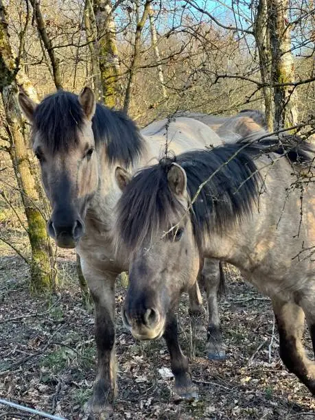 Wild horses Saarburg in spring