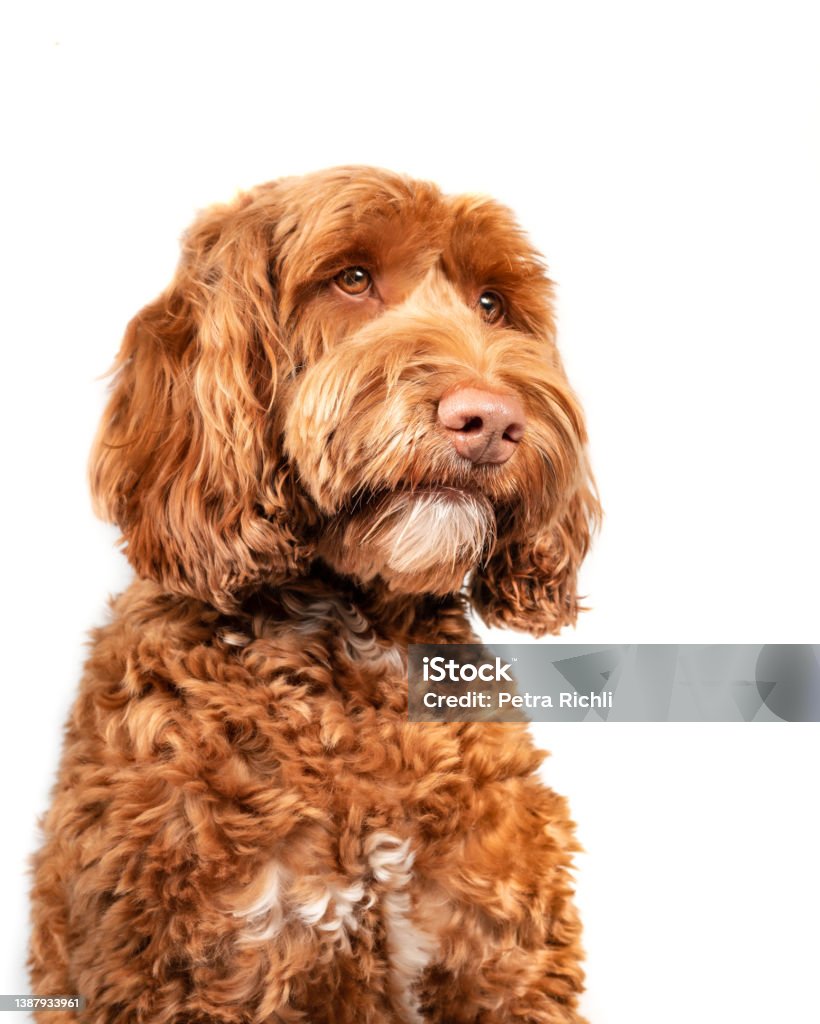 Isolated fluffy dog looking to the right. Three quarter view of medium to large dog. Serious, sad or longing dog expression. Brown or apricot female labradoodle dog. Selective focus on nose. Dog Stock Photo