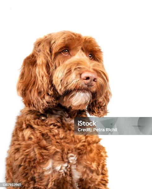 Isolated Fluffy Dog Looking To The Right Stock Photo - Download Image Now - Dog, Medium Sized, Labradoodle