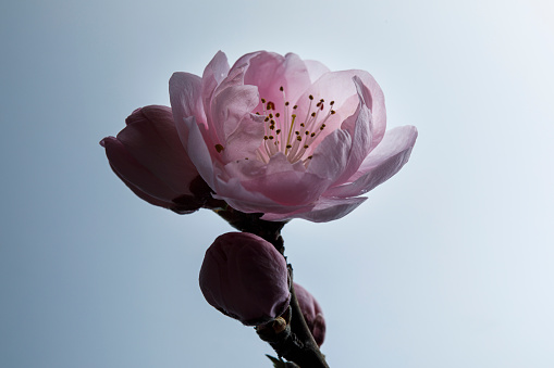 Gentle peach blossoms that bloom softly and transparently