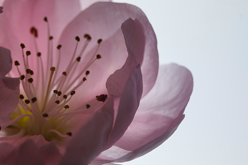 Close up of magnolia